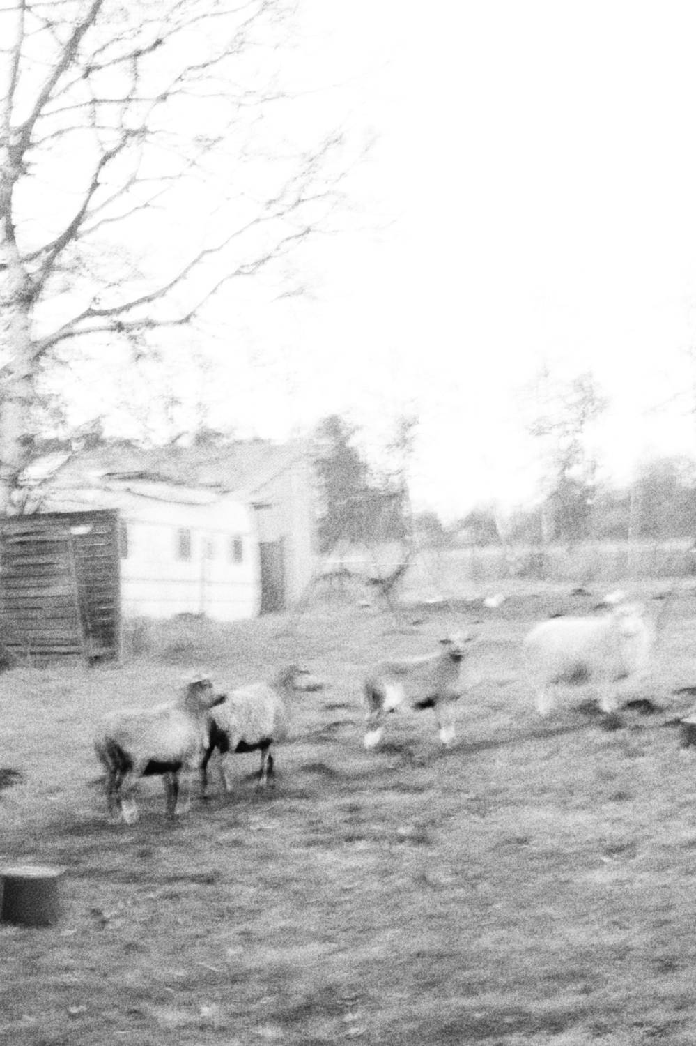 photograph